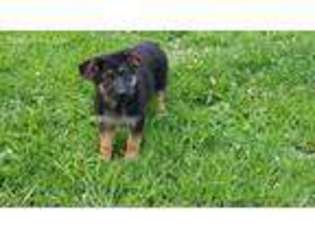 German Shepherd Dog Puppy for sale in Addison, NY, USA