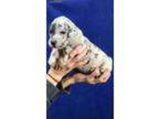 Great Dane Puppy for sale in Springboro, OH, USA