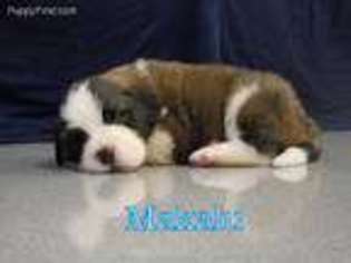 Saint Bernard Puppy for sale in Fredericksburg, PA, USA