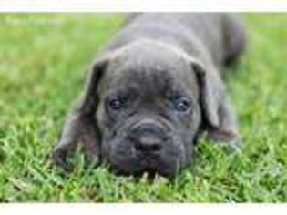 Cane Corso Puppy for sale in Whitesburg, GA, USA