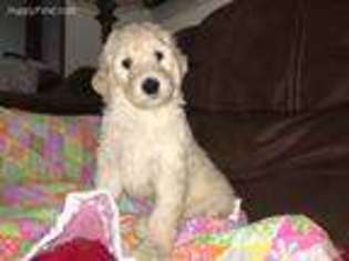 Goldendoodle Puppy for sale in Castle Rock, WA, USA