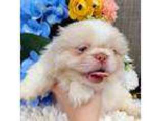 Pekingese Puppy for sale in Tallahassee, FL, USA