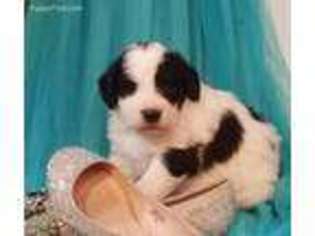 Saint Berdoodle Puppy for sale in Elkton, KY, USA