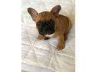French Bulldog Puppy for sale in Doylestown, PA, USA