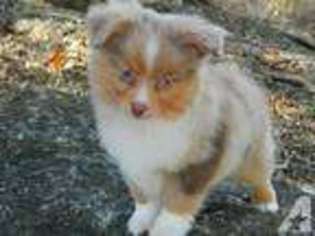 Miniature Australian Shepherd Puppy for sale in FORT TOWSON, OK, USA