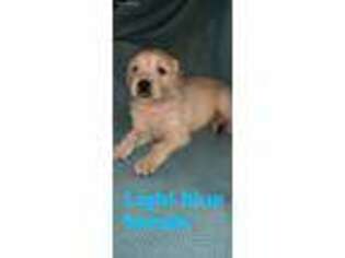 Golden Retriever Puppy for sale in Decatur, IL, USA