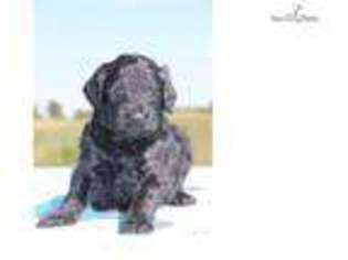 Labradoodle Puppy for sale in Jackson, TN, USA