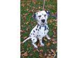 Dalmatian Puppy for sale in Puposky, MN, USA