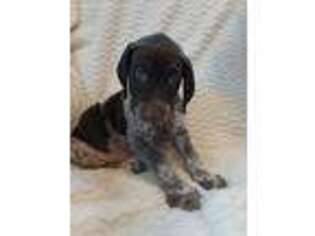German Shorthaired Pointer Puppy for sale in Warsaw, IN, USA