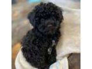 Cavapoo Puppy for sale in Clinton, AR, USA