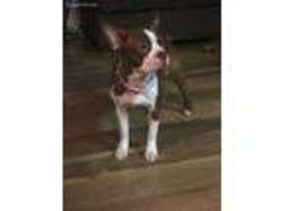 Boston Terrier Puppy for sale in Newburg, PA, USA