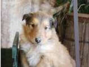Collie Puppy for sale in Fort Wayne, IN, USA