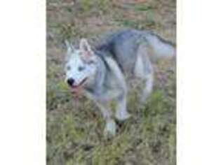 Siberian Husky Puppy for sale in Lancaster, WI, USA