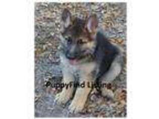 German Shepherd Dog Puppy for sale in Tampa, FL, USA
