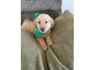 Golden Retriever Puppy for sale in Goldendale, WA, USA