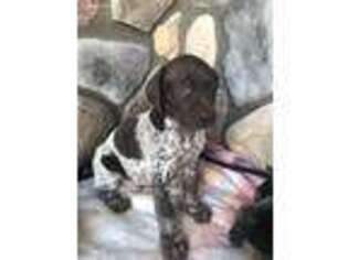 German Shorthaired Pointer Puppy for sale in Hayfield, MN, USA