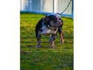 Bulldog Puppy for sale in Tacoma, WA, USA