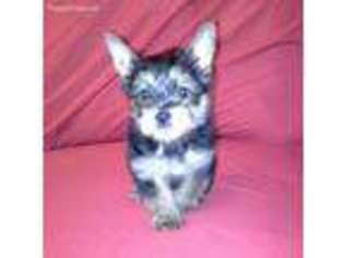 Yorkshire Terrier Puppy for sale in New Orleans, LA, USA