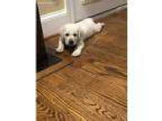 Labrador Retriever Puppy for sale in Florence, SC, USA