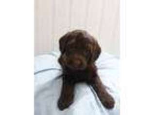 Labradoodle Puppy for sale in Rochester, NY, USA