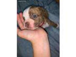 Olde English Bulldogge Puppy for sale in Marion, IA, USA