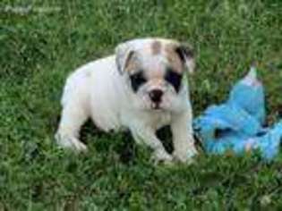 Bulldog Puppy for sale in Exeter, MO, USA