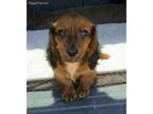 Dachshund Puppy for sale in Campo, CA, USA