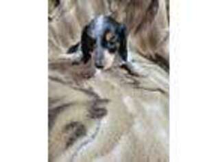 Dachshund Puppy for sale in Evans, CO, USA