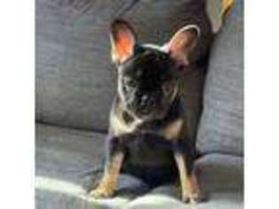 French Bulldog Puppy for sale in Deer Park, NY, USA