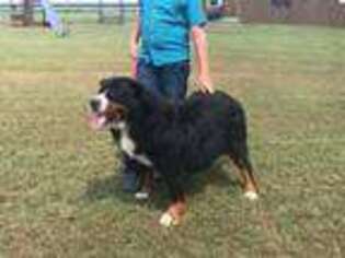 Bernese Mountain Dog Puppy for sale in Flat Rock, IL, USA