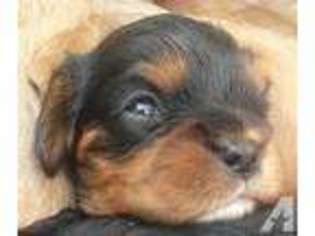 Cavalier King Charles Spaniel Puppy for sale in NORTH VERNON, IN, USA