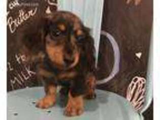Dachshund Puppy for sale in Norwood, MO, USA