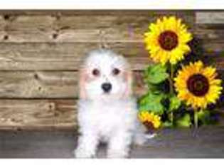 Cavachon Puppy for sale in Saint George, UT, USA