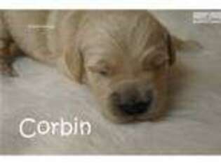 Golden Retriever Puppy for sale in Fort Worth, TX, USA