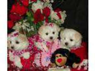 Maltese Puppy for sale in MUNCIE, IN, USA