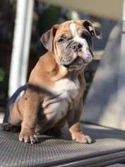 Bulldog Puppy for sale in Sun City, CA, USA