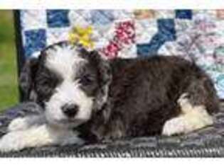 Mutt Puppy for sale in Miller, MO, USA