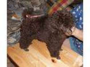 Mutt Puppy for sale in GRAND BAY, AL, USA