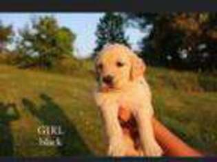 Golden Retriever Puppy for sale in Bristol, VA, USA
