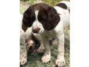 English Springer Spaniel Puppy for sale in Florissant, CO, USA