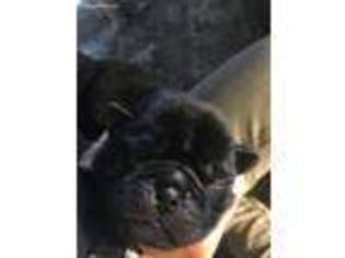 Pug Puppy for sale in Jamestown, ND, USA