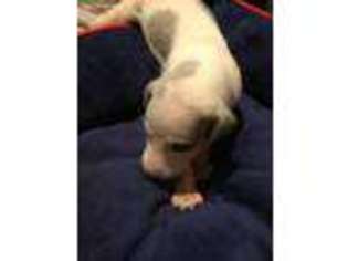 Whippet Puppy for sale in Wilmington, NC, USA