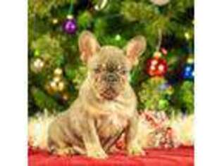 French Bulldog Puppy for sale in Surprise, AZ, USA