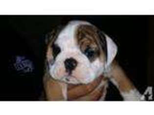 Bulldog Puppy for sale in CONVERSE, TX, USA