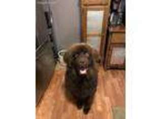 Newfoundland Puppy for sale in Morristown, TN, USA