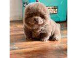 Chow Chow Puppy for sale in Unknown, , USA
