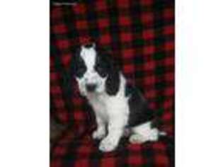 English Springer Spaniel Puppy for sale in Elliottsburg, PA, USA