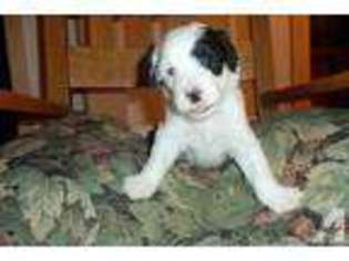 Portuguese Water Dog Puppy for sale in FLEMING, CO, USA