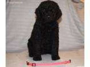 Goldendoodle Puppy for sale in Tipton, MO, USA
