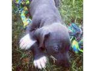 Great Dane Puppy for sale in Kershaw, SC, USA